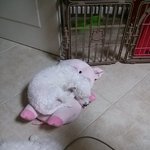 우리강<b>쥐들</b>