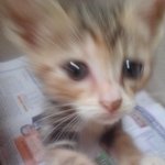 장난꾸러기 <b>엘리</b> 소개합니다