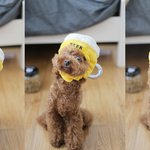 <b>몽</b><b>군</b>망고)깨알같은 일상사진들