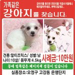 <b>부천시</b> 오정구 고강동 말티즈 믹스 군돌이를 찾습니다.