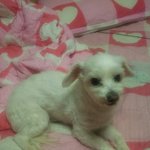 전북 익산시 어양동에서 말티 남아를 찾습니다 (찾았습니다)