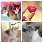 (입양홍보) 이쁜 아기 냥이들이 엄마를 기다려요~