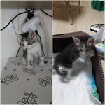 *냥이판*  도와주세요ㅠㅠ