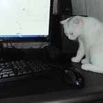 [고양이] 일진 고양이