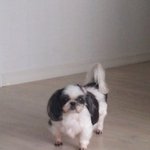 (추가)무섭지 않아요! 7탄 <b>불독</b>과 시츄이야기(아가탄생기)