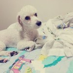 울강아지<b>귀엽</b>찡