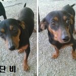 (입양홍보) 아이는 오늘도 기다립니다