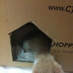 아가냥이 임보일기 3