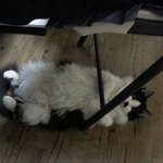 우리집 엽기냥이 <b>몽</b><b>군</b>이랍니다 잘생겼나요 ?^^