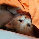 ㅠㅠ아기길냥이에 대한 질문입니다. 급합니당ㅠ.ㅠ 잘아시는분들 답좀...