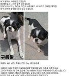 (<b>입양</b>홍보) 엄마를 잃고 나서야
