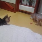 개와 고양이는 영영 못친해지나요??