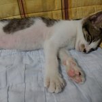 [분양완료]3개월된아기고양이<b>무료</b>분양보내요