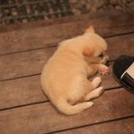 감히 <b>똥개</b>라 부르고 싶지 않네요