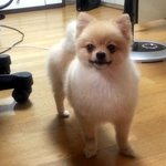 동대문구 용두동 ] 강아지를 찾습니다..제발 도와주세요... (...