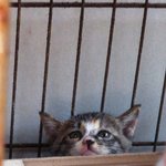 한부부의 길냥이 <b>아가</b>분양~ 사진 추가해요 ^^