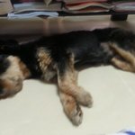 우리  <b>알루</b>를 소개합니다~^^