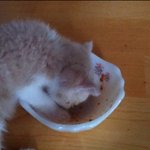 아가냥이 임보일기 4