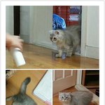 고양이의 주인을 찾습니다.