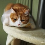 해탈고양이(유봉이네)