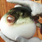 <b>현해</b><ETN맛의달인, 맛달, 맛의달인, 서울맛집, 강남구맛집, 논현동맛집...