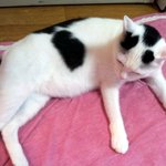 [냥판] <b>대두</b>김용배의 더워도 너무 더워