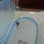 처음보는 빨<b>검</b>벌래 촌<b>연</b>기념물일수도?
