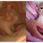 냥판) 돼지고양이치즈