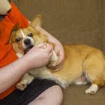 다리가 짧아 더 귀여운 강아지 <b>웰시</b>코기ㅋㅋㅋ