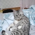 고양이를 찾습니다ㅠ