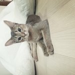 아<b>비니</b>시안 고양이 김말이(수정)