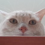 알콩 달콩이의 <b>꼬물</b>이들