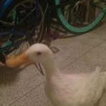 <b>애완오리</b> 꽥이 @.@  자연으로 돌아갑니다 (^^)