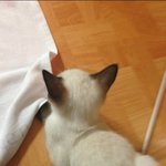 샴고양이 귀요미 울아들 <b>미야</b>