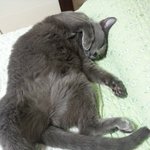 고양이 단모종(<b>러블</b>) 미용해보신분 질문좀드릴게요