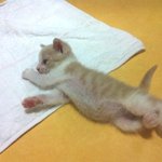 아가냥이 임보일기 5