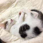 몸에 하트박힌 고양이.