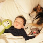 너무 예쁜 <b>시바견</b>과 아기.ㅡ(4)