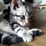 나오미레오...오<b>집사</b>