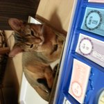 아비니<b>시안</b> 고양이 김말이 2