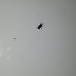 이 아주작은 <b>벌레</b>는 무슨<b>벌레</b>인가요?ㅜㅜ