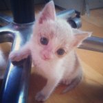 아기냥이 임보일기 6