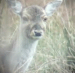 불법<b>사냥</b>[혐]