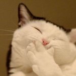 웃고 있는 귀여운 고양이 사진