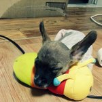 어린강아지 <b>입양</b>하실분 계신가요..ㅜㅜ