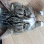 고양이 잠<b>올때</b> 단계별