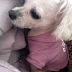 푸들(말티섞인) <b>흰색</b> 남아 찾습니다..