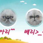 [냥판]너의 죄를 사하노라~!