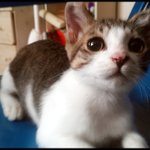 원룸에서 공생하는 인간과 동물 3탄 !!