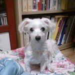 충남 보령시 오천면 소성리 신천저수지에서 잃어버린 말티즈를찾습니다...